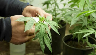 Indian hemp